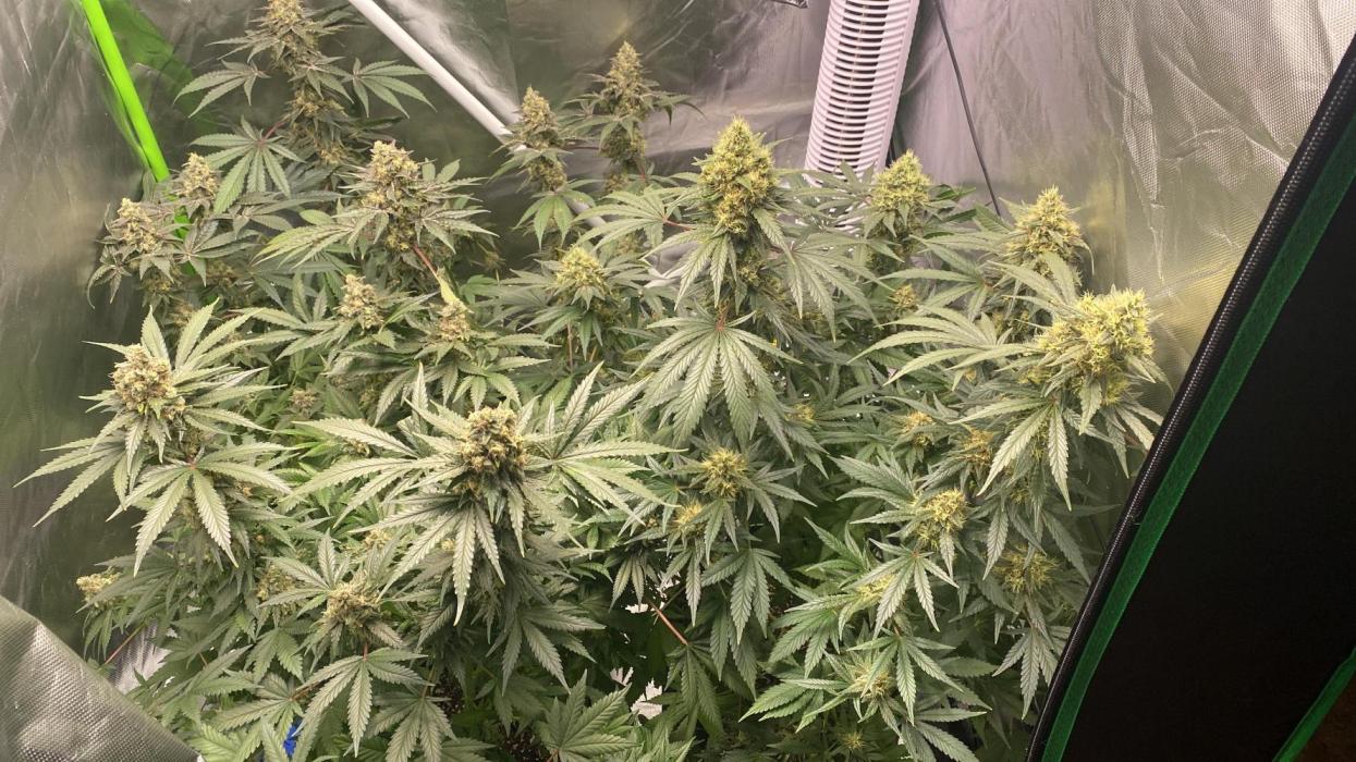 AllGrows1Dairy / M&O_PureLeaf. Week 13