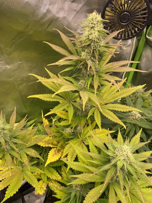 SweetSeeds f1 FV MR & SBC / M&O Grow#1 /. Week 5