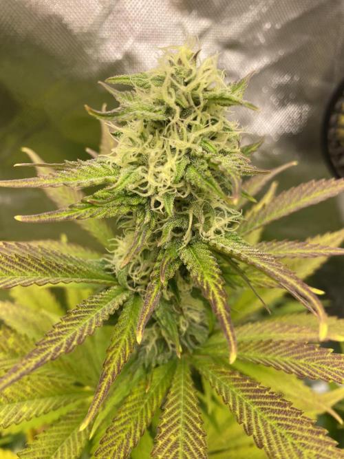 SweetSeeds f1 FV MR & SBC / M&O Grow#1 /. Week 5