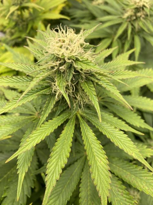 SweetSeeds f1 FV MR & SBC / M&O Grow#1 /. Week 5