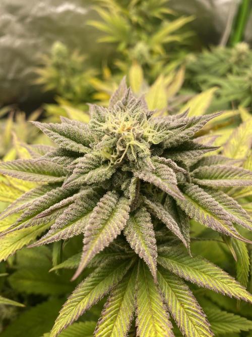 SweetSeeds f1 FV MR & SBC / M&O Grow#1 /. Week 5