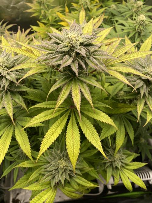 SweetSeeds f1 FV MR & SBC / M&O Grow#1 /. Week 5