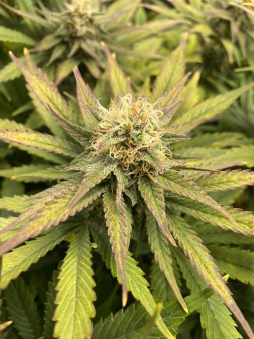 SweetSeeds f1 FV MR & SBC / M&O Grow#1 /. Week 5