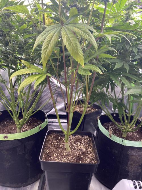 SweetSeeds f1 FV MR & SBC / M&O Grow#1 /. Week 5