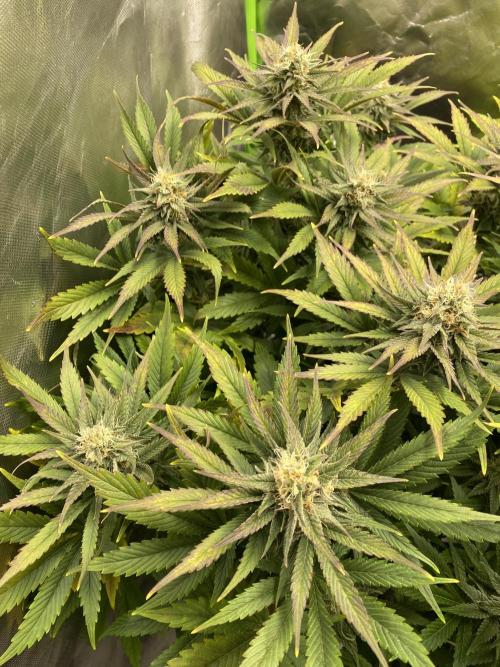 SweetSeeds f1 FV MR & SBC / M&O Grow#1 /. Week 5