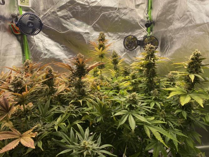 SweetSeeds f1 FV MR & SBC / M&O Grow#1 /. Week 6 - Mental Rainbow #1-#3