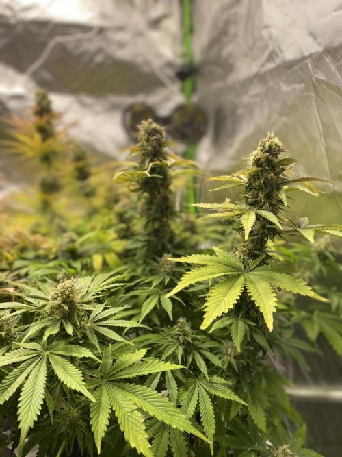 SweetSeeds f1 FV MR & SBC / M&O Grow#1 /. Week 6 - MRB#2