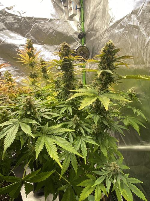 SweetSeeds f1 FV MR & SBC / M&O Grow#1 /. Week 6 - MRB#2