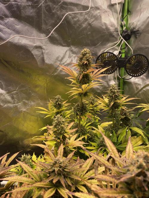 SweetSeeds f1 FV MR & SBC / M&O Grow#1 /. Week 6 - MRB#2