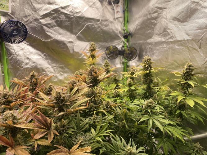 SweetSeeds f1 FV MR & SBC / M&O Grow#1 /. Week 6