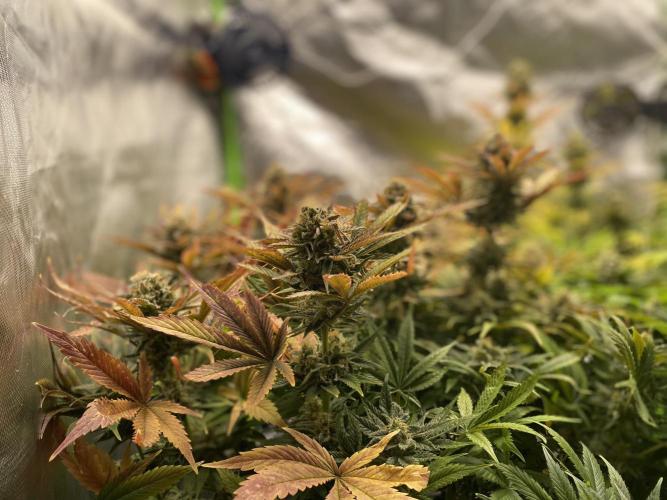 SweetSeeds f1 FV MR & SBC / M&O Grow#1 /. Week 6 - MRB#1