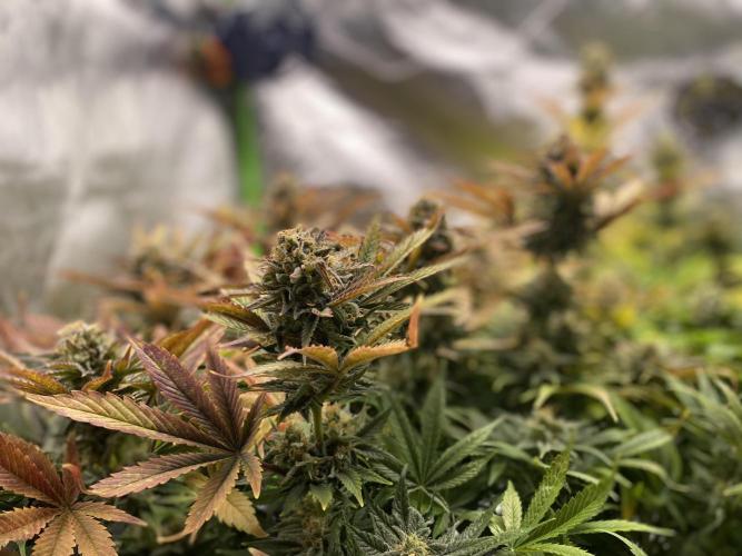 SweetSeeds f1 FV MR & SBC / M&O Grow#1 /. Week 6 - MRB#1