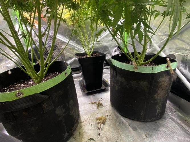 SweetSeeds f1 FV MR & SBC / M&O Grow#1 /. Week 6