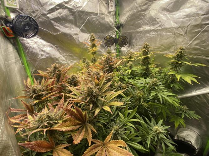 SweetSeeds f1 FV MR & SBC / M&O Grow#1 /. Week 6