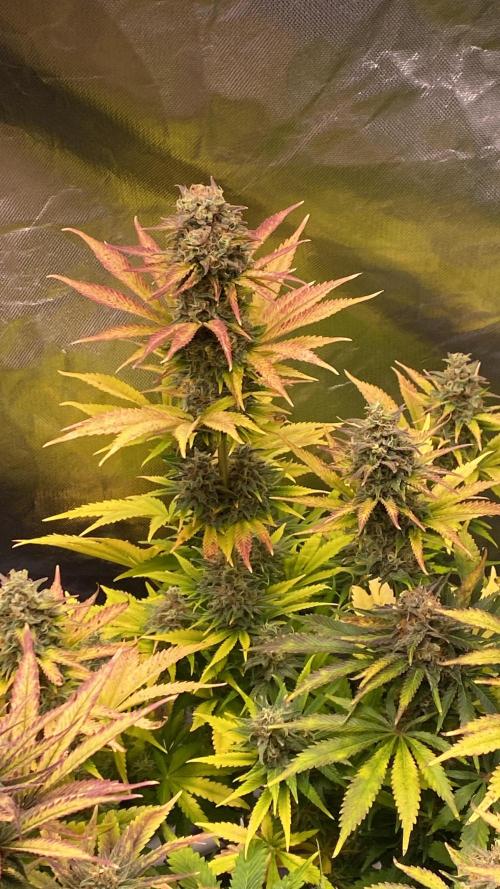 SweetSeeds f1 FV MR & SBC / M&O Grow#1 /. Week 6 - MRB#3