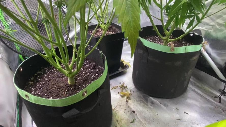 SweetSeeds f1 FV MR & SBC / M&O Grow#1 /