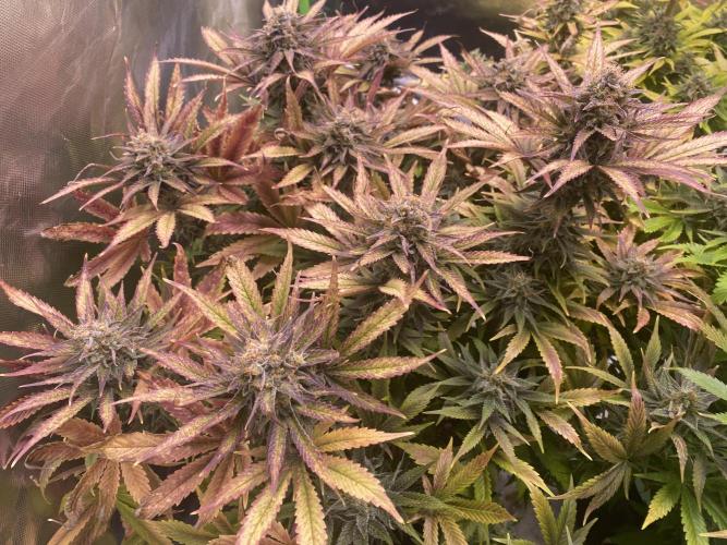 SweetSeeds f1 FV MR & SBC / M&O Grow#1 /. Week 6 - MRB#1 