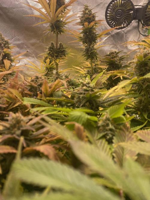 SweetSeeds f1 FV MR & SBC / M&O Grow#1 /. Week 6 - MRB#1-3