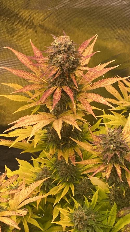 SweetSeeds f1 FV MR & SBC / M&O Grow#1 /. Week 6 - MRB#3