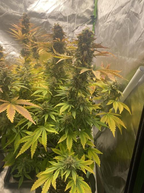 SweetSeeds f1 FV MR & SBC / M&O Grow#1 /. Week 7 - #MRB#2