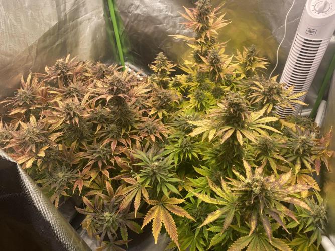 SweetSeeds f1 FV MR & SBC / M&O Grow#1 /. Week 7 - #MRB1-3