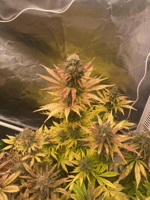 SweetSeeds f1 FV MR & SBC / M&O Grow#1 /. Week 7
