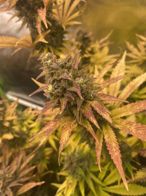 SweetSeeds f1 FV MR & SBC / M&O Grow#1 /. Week 7