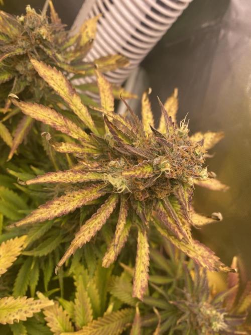 SweetSeeds f1 FV MR & SBC / M&O Grow#1 /. Week 7