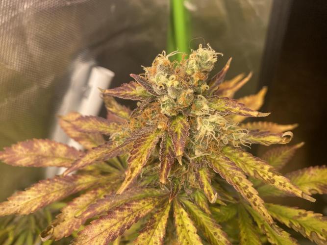 SweetSeeds f1 FV MR & SBC / M&O Grow#1 /. Week 7