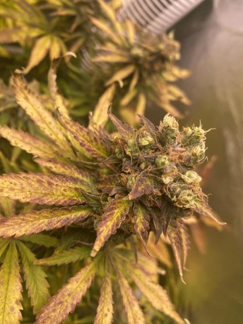 SweetSeeds f1 FV MR & SBC / M&O Grow#1 /. Week 7