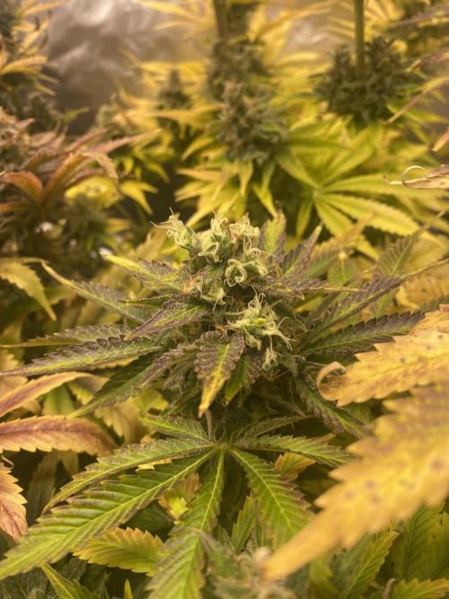 SweetSeeds f1 FV MR & SBC / M&O Grow#1 /. Week 7