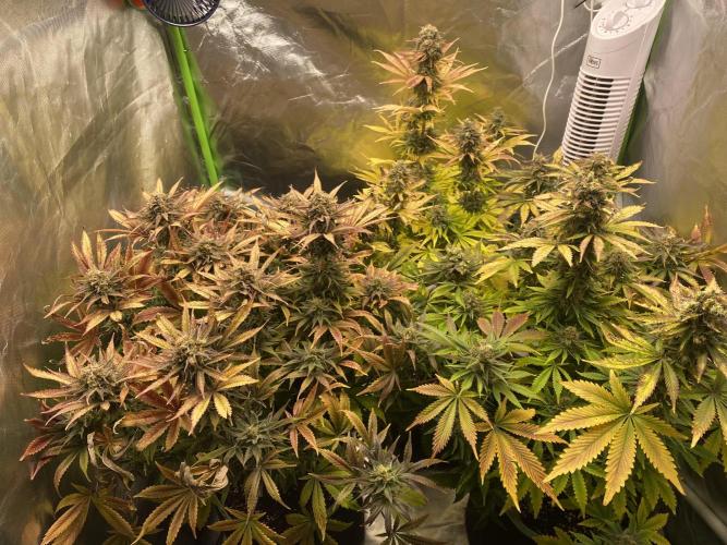 SweetSeeds f1 FV MR & SBC / M&O Grow#1 /. Week 7