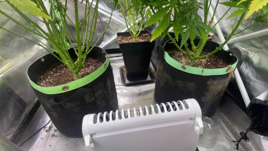 SweetSeeds f1 FV MR & SBC / M&O Grow#1 /