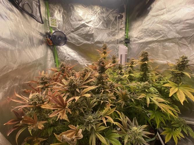 SweetSeeds f1 FV MR & SBC / M&O Grow#1 /. Week 7