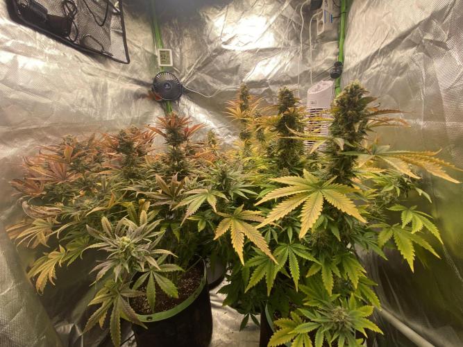 SweetSeeds f1 FV MR & SBC / M&O Grow#1 /. Week 7