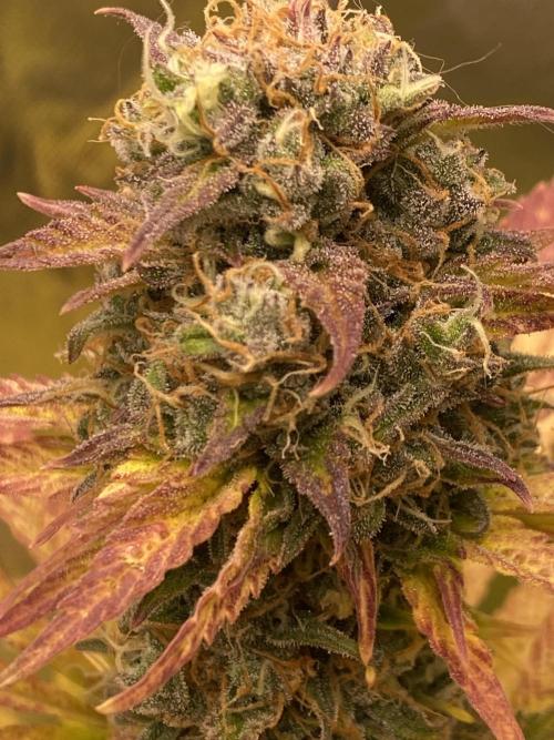 SweetSeeds f1 FV MR & SBC / M&O Grow#1 /. Week 7