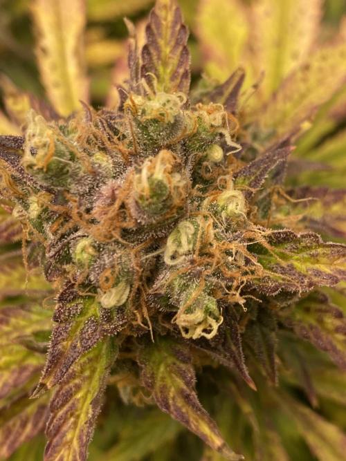 SweetSeeds f1 FV MR & SBC / M&O Grow#1 /. Week 7