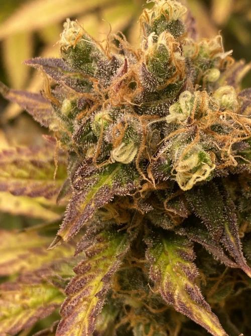 SweetSeeds f1 FV MR & SBC / M&O Grow#1 /. Week 7