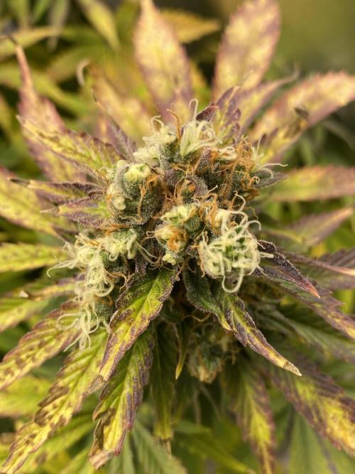 SweetSeeds f1 FV MR & SBC / M&O Grow#1 /. Week 7