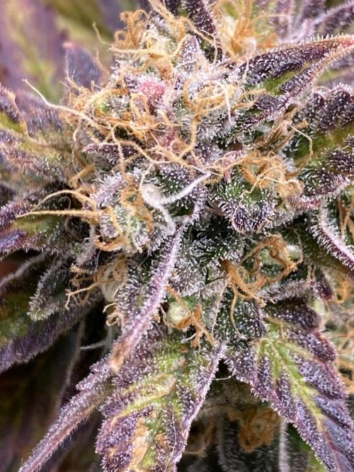 SweetSeeds f1 FV MR & SBC / M&O Grow#1 /. Week 7