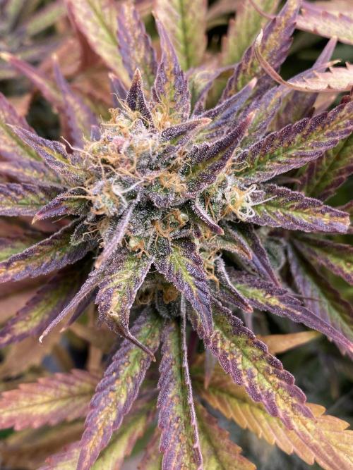 SweetSeeds f1 FV MR & SBC / M&O Grow#1 /. Week 7