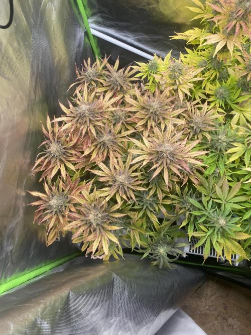 SweetSeeds f1 FV MR & SBC / M&O Grow#1 /. Week 7