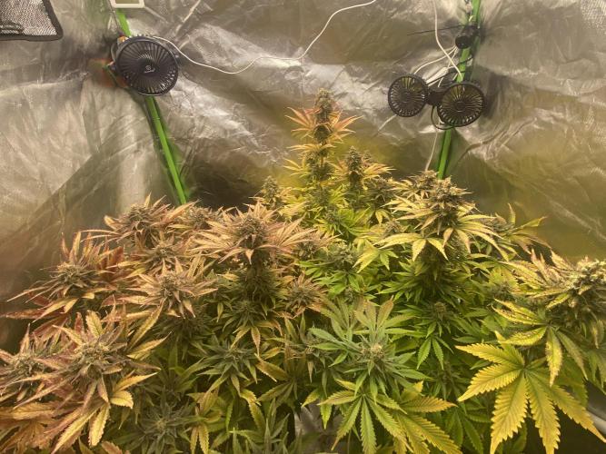 SweetSeeds f1 FV MR & SBC / M&O Grow#1 /. Week 7