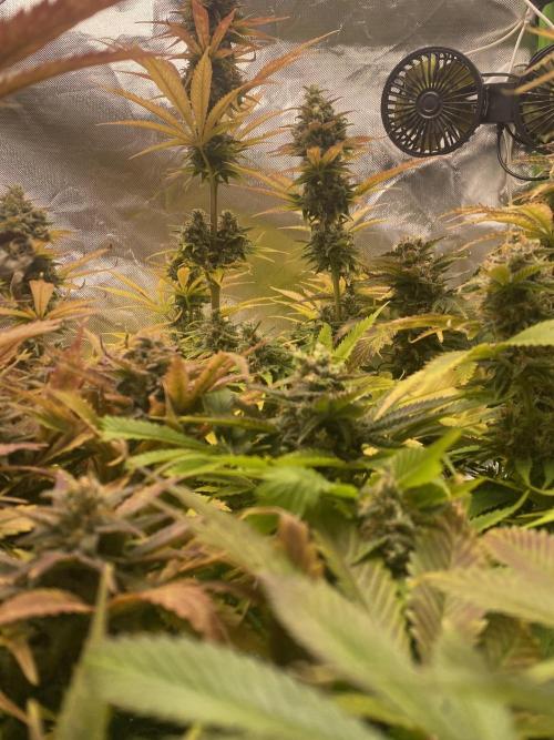 SweetSeeds f1 FV MR & SBC / M&O Grow#1 /. Week 7