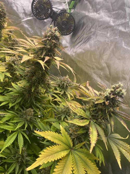 SweetSeeds f1 FV MR & SBC / M&O Grow#1 /. Week 7