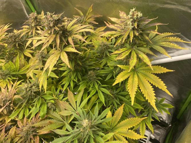 SweetSeeds f1 FV MR & SBC / M&O Grow#1 /. Week 7