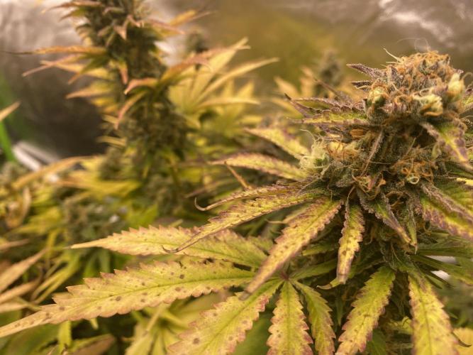 SweetSeeds f1 FV MR & SBC / M&O Grow#1 /. Week 7