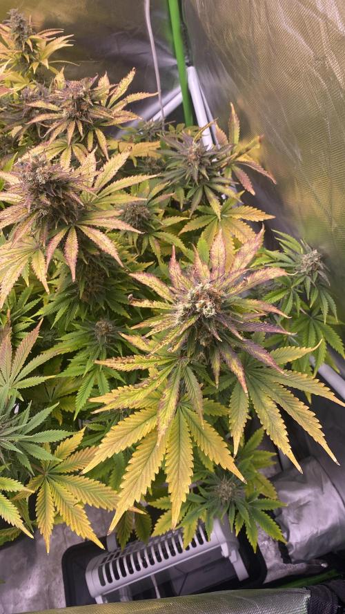 SweetSeeds f1 FV MR & SBC / M&O Grow#1 /. Week 7