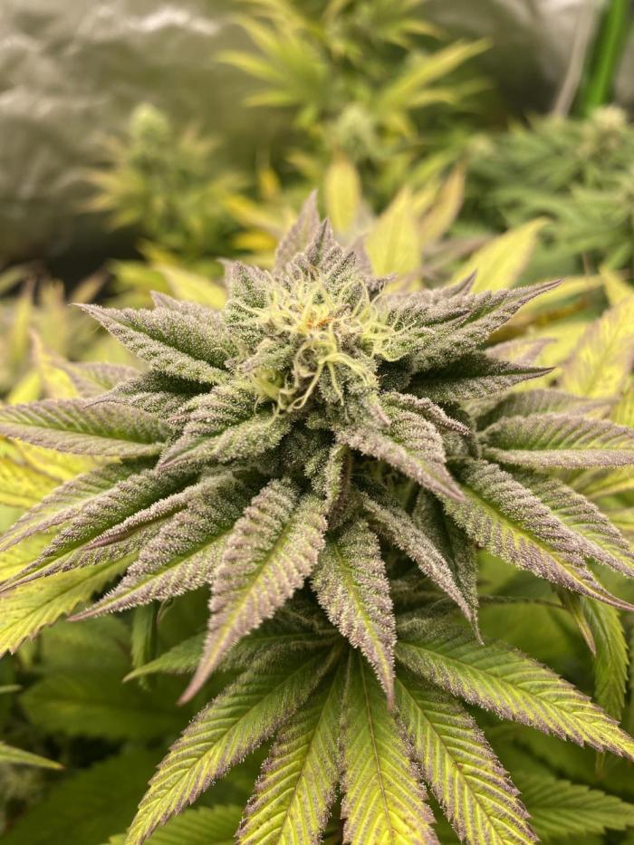 SweetSeeds f1 FV MR & SBC / M&O Grow#1 /. Week 8 - Nächsten Bilder kommen wenn die Knollen im Glas sind.