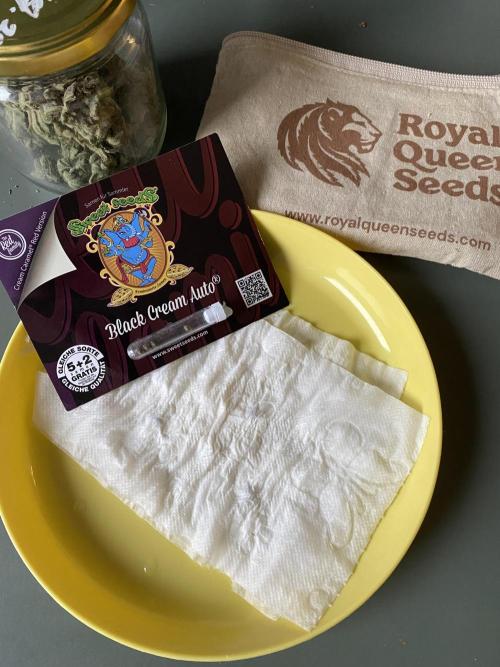 Black Cream Auto – M&O Grow #1. Week 0 - #BlackCreme 1-3